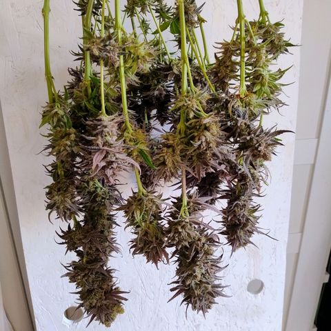 Royal Highness growlog timeline photo