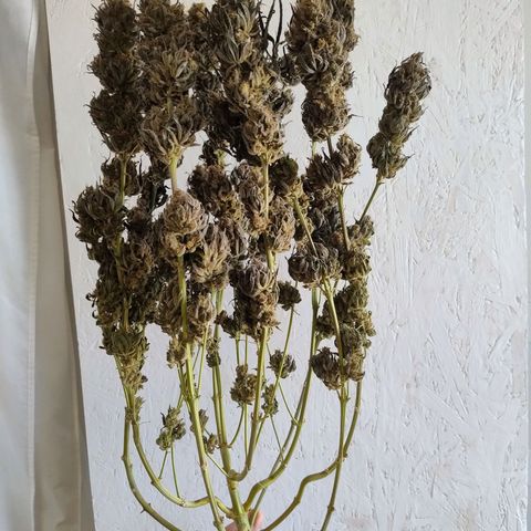 Royal Highness growlog timeline photo