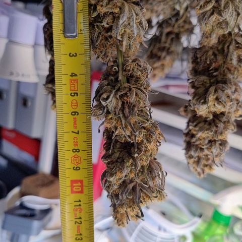 Royal Highness growlog timeline photo