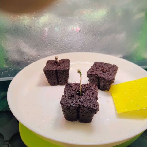 Royal Domina growlog timeline photo