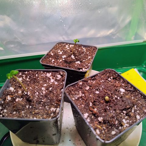 Royal Domina growlog photo: auch der 3. samen kam heute 