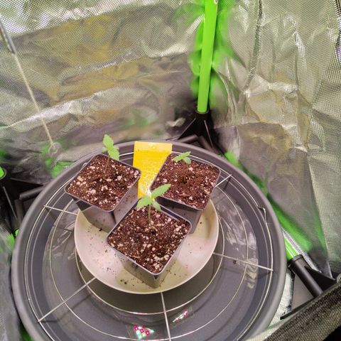 Royal Domina growlog timeline photo