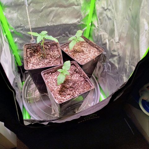 Royal Domina growlog timeline photo