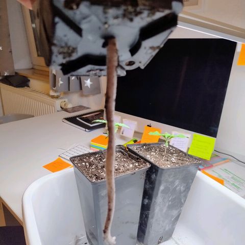 Royal Domina growlog timeline photo