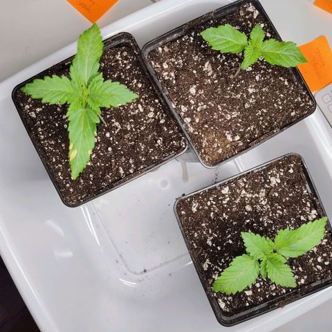 Royal Domina growlog timeline photo