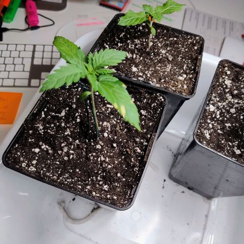 Royal Domina growlog timeline photo