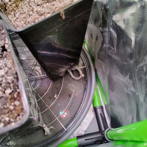 Royal Domina growlog timeline photo