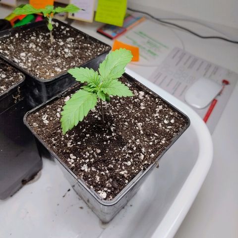 Royal Domina growlog timeline photo
