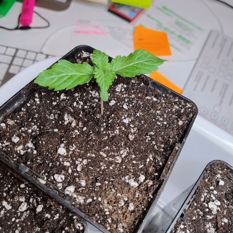 Royal Domina growlog timeline photo