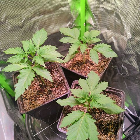 Royal Domina growlog timeline photo