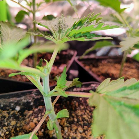 Royal Domina growlog timeline photo
