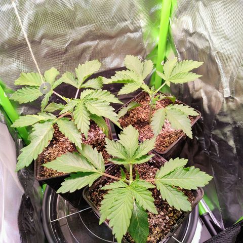 Royal Domina growlog timeline photo