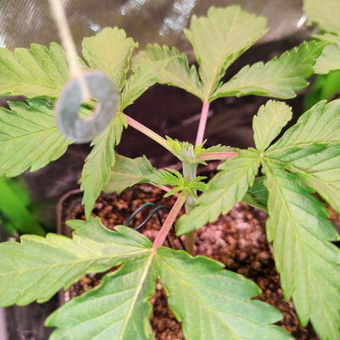 Royal Domina growlog timeline photo