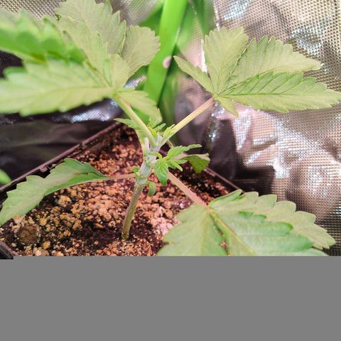 Royal Domina growlog timeline photo