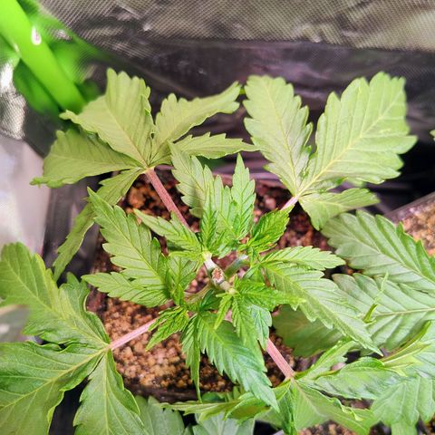 Royal Domina growlog timeline photo