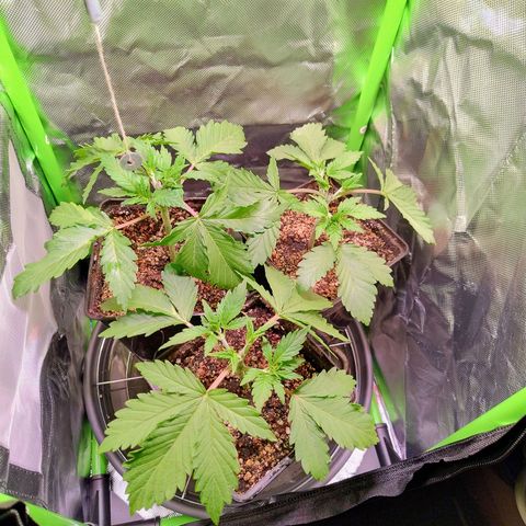 Royal Domina growlog timeline photo