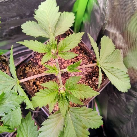 Royal Domina growlog timeline photo