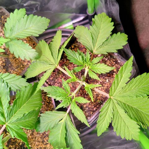 Royal Domina growlog timeline photo