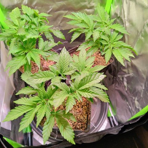 Royal Domina growlog timeline photo