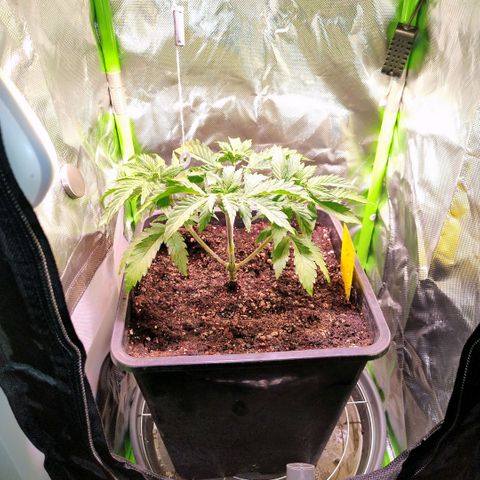 Royal Domina growlog timeline photo