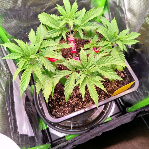 Royal Domina growlog timeline photo