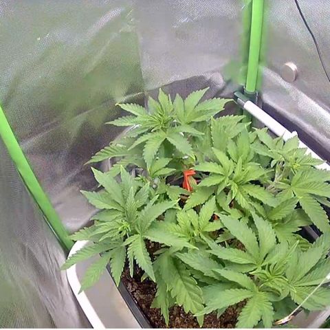 Royal Domina growlog timeline photo
