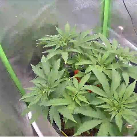 Royal Domina growlog timeline photo