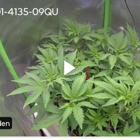 Royal Domina growlog timeline photo