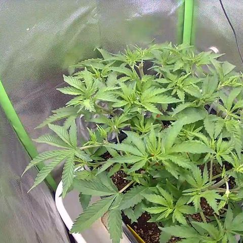 Royal Domina growlog timeline photo