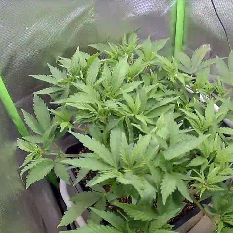 Royal Domina growlog timeline photo