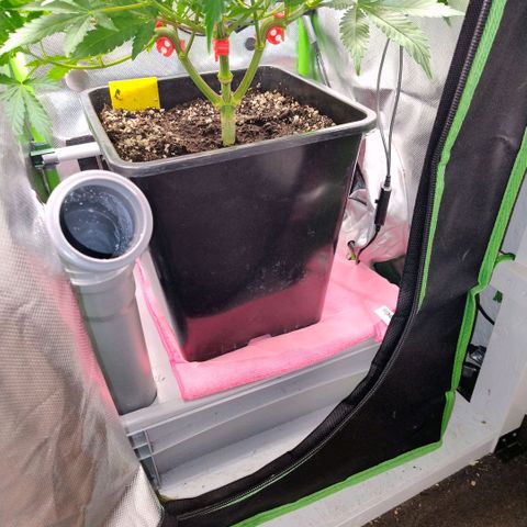 Royal Domina growlog timeline photo