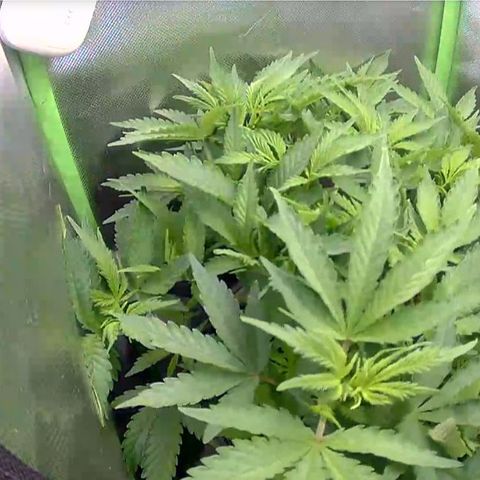 Royal Domina growlog timeline photo