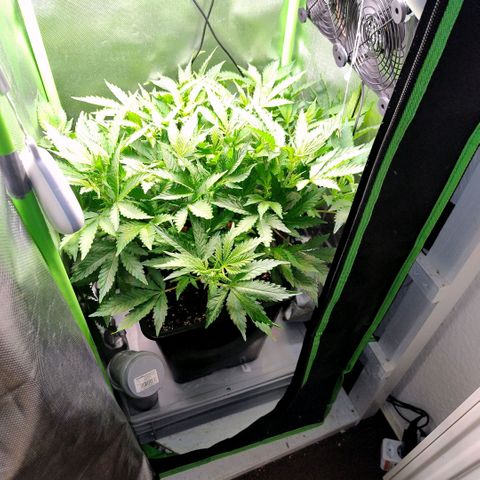 Royal Domina growlog photo: tank nichtmal halb leer. starkes wachstum. vereinzelt sind cal/mag mangel an wenigen blättern zu sehen. sollte sich qber mit dem jetzigen wasser erledigt haben