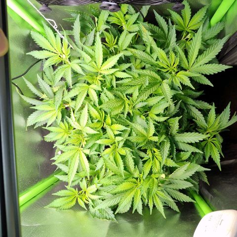 Royal Domina growlog photo: tank nichtmal halb leer. starkes wachstum. vereinzelt sind cal/mag mangel an wenigen blättern zu sehen. sollte sich qber mit dem jetzigen wasser erledigt haben