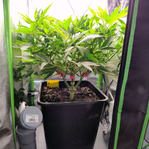 Royal Domina growlog photo: tank nichtmal halb leer. starkes wachstum. vereinzelt sind cal/mag mangel an wenigen blättern zu sehen. sollte sich qber mit dem jetzigen wasser erledigt haben