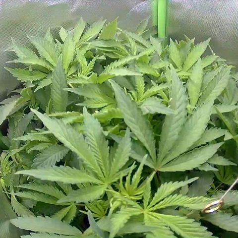 Royal Domina growlog timeline photo