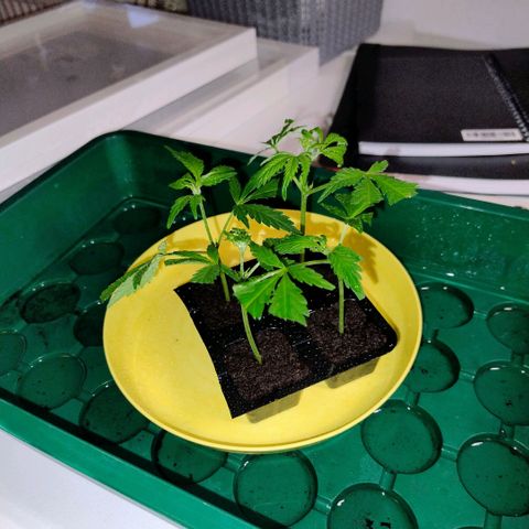 Royal Domina growlog timeline photo