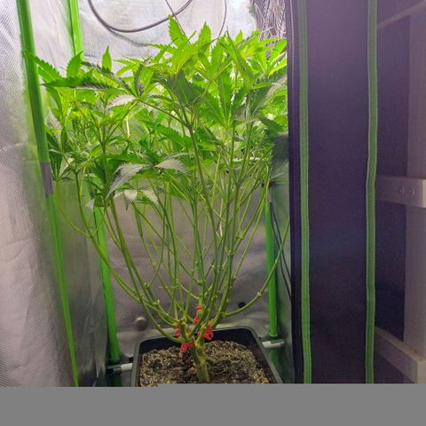 Royal Domina growlog photo: noch mehr blätter und untere triebe entfernt. 
stretch wird weniger bzw stagniert evlt schon