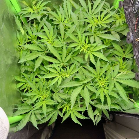 Royal Domina growlog photo: noch mehr blätter und untere triebe entfernt. 
stretch wird weniger bzw stagniert evlt schon