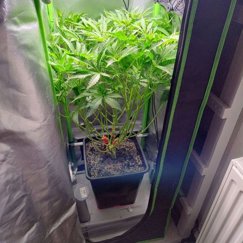 Royal Domina growlog photo: noch mehr blätter und untere triebe entfernt. 
stretch wird weniger bzw stagniert evlt schon