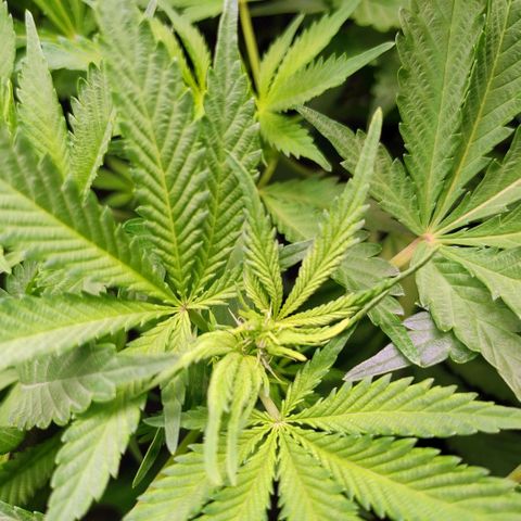 Royal Domina growlog photo: noch mehr blätter und untere triebe entfernt. 
stretch wird weniger bzw stagniert evlt schon
