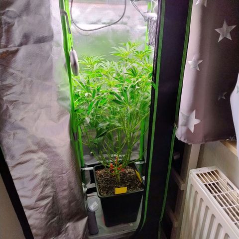 Royal Domina growlog timeline photo