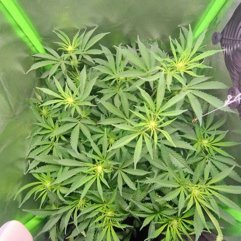 Royal Domina growlog timeline photo