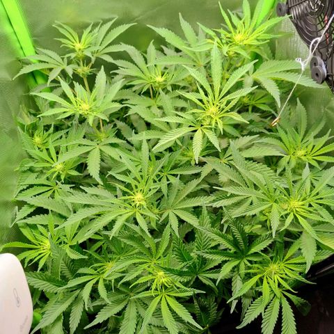 Royal Domina growlog timeline photo