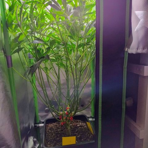 Royal Domina growlog timeline photo
