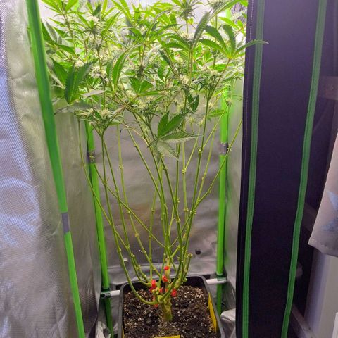 Royal Domina growlog photo: lollipopping und ca ¾ von unten entlaubt