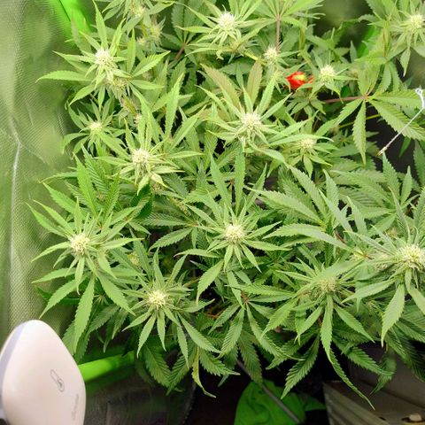Royal Domina growlog photo: lollipopping und ca ¾ von unten entlaubt