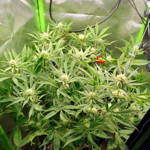 Royal Domina growlog photo: lollipopping und ca ¾ von unten entlaubt