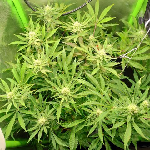 Royal Domina growlog photo: stiele der fächerblätter werden rot. 