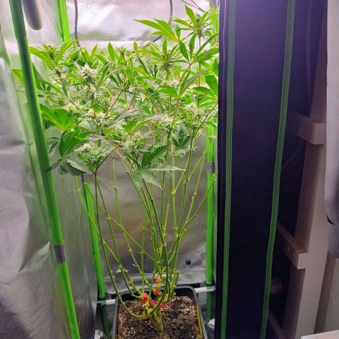 Royal Domina growlog photo: stiele der fächerblätter werden rot. 